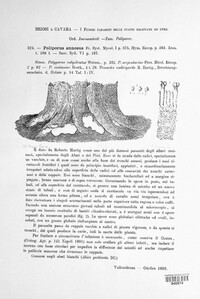 Heterobasidion annosum image